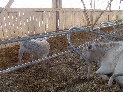 20060317_2447_240x180.jpg